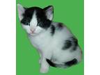 Dot Clawdette Domestic Shorthair Kitten Female