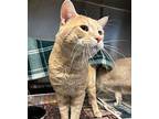 Red 2/2 Domestic Shorthair Adult Male