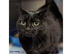 Harvey Domestic Shorthair Adult Female