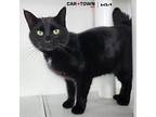 Marcus Domestic Shorthair Adult Male