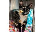 Isla Domestic Shorthair Adult Female