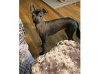 Onnie Xoloitzcuintle/Mexican Hairless Young Female