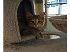 Dori Ann Gray Domestic Shorthair Kitten Female