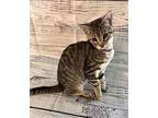 KIWI American Shorthair Kitten Male