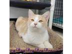 BearCat Domestic Shorthair Young Male