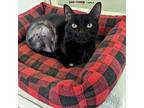 Hustle Domestic Shorthair Adult Male