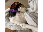 DAISEY Beagle Adult Female