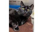 Present Domestic Shorthair Adult Female