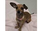 Charlene Mixed Breed (Small) Adult Female