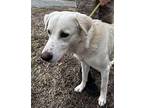 Connor Great Pyrenees Adult Male
