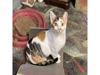 Gail Domestic Shorthair Young Female