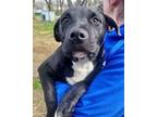 Gustavo Mixed Breed (Large) Puppy Male