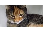 6365 Gertie Mae Domestic Shorthair Young Female
