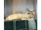 Bella 1/2 Siamese Adult Male