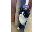 Lucy Domestic Shorthair Young Female