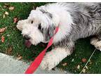 CHAMP Bearded Collie Young Male