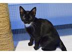 Leo Domestic Shorthair Kitten Male