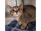 Crimson 1/2 aka Luna Domestic Shorthair Young Female