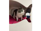 Coco Domestic Shorthair Senior Female