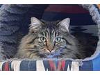 Daisy Domestic Mediumhair Adult Female