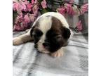 Shih Tzu Puppy for sale in Chariton, IA, USA