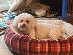 Mattie Bichon Frise Adult Female