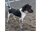 Dolly Coonhound (Unknown Type) Young Female