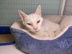 Carly Domestic Shorthair Senior Female