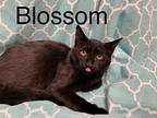 Blossom Domestic Shorthair Young Female