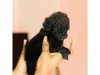 Poodle (Toy) Puppy for sale in Riverside, CA, USA