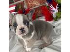 French Bulldog Puppy for sale in Claremore, OK, USA