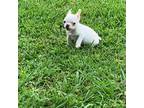 French Bulldog Puppy for sale in Bells, TX, USA