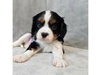 Cavalier King Charles Spaniel Puppy for sale in Bois D Arc, MO, USA