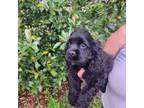 Cocker Spaniel Puppy for sale in Brooksville, FL, USA