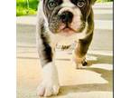 Bulldog Puppy for sale in Dearborn, MI, USA