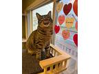 Catsup, Domestic Shorthair For Adoption In Aberdeen, Washington