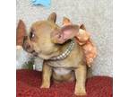 French Bulldog Puppy for sale in Greenville, TX, USA