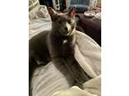 Eli, Domestic Shorthair For Adoption In West Bloomfield, Michigan