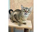 Miso, Domestic Shorthair For Adoption In Novato, California