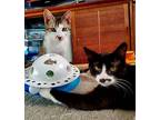 Celi (+mobi), Domestic Shorthair For Adoption In Richmond Hill, Ontario