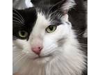 Mr. April, Domestic Longhair For Adoption In St. Augustine, Florida