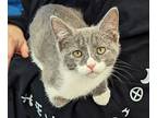 Waco, Domestic Shorthair For Adoption In Fairborn, Ohio