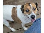 Millie, Jack Russell Terrier For Adoption In Newfoundland, Pennsylvania