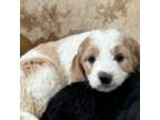 Mutt Puppy for sale in Broomfield, CO, USA