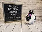 Victoria, Mini Rex For Adoption In Columbus, Ohio