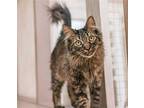 Mindy, Domestic Longhair For Adoption In Los Angeles, California