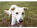 Snowy, Flat-coated Retriever For Adoption In Green Ridge, Missouri