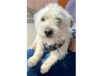 Colin, Terrier (unknown Type, Small) For Adoption In Las Cruces, New Mexico