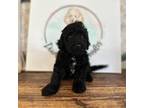 Goldendoodle Puppy for sale in Orlando, FL, USA
