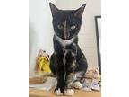 Buffy, Domestic Shorthair For Adoption In Long Beach, California